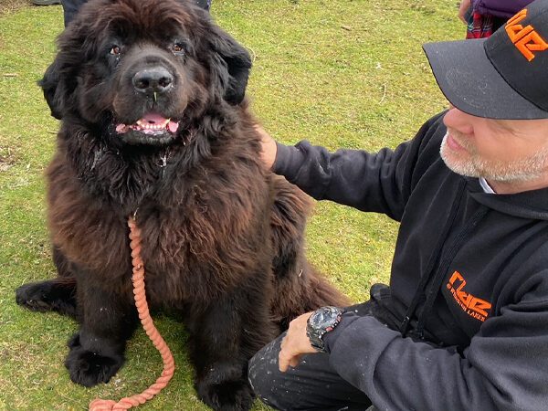 Newfoundland rescue best sale near me